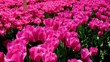 rosa triumf tulpaner tulipa carola blomma i en trädgård i april tulpaner blomma i en fält av ljus rosa Färg i de Sol flora fauna naturlig blommor skön bakgrund ekologi plats för gående Foto video