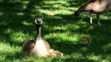 sunny day little canadian goose goslings walking on green grass in Vancouver city in Canada eating grass and bread mom protecting little baby chicks and close up slow motion in nature downtown video