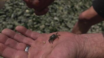 une petit Crabe dans le paume de une sans abri homme, une homme avec une plume communiqués il dans le des pierres sur le rive de le pacifique océan, le sale mains de une pauvres homme, vieux usé des chaussures video