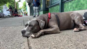 fretta strada vancouver triste occhi di un' cane animale vita tra senza casa persone dire bugie su il asfalto basso e gambe di il proprietario vancouver Canada povero animali su un' guinzaglio video