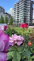 Vertikale lila Rosa Weiß Rosen wachsen schön im ein groß Stadt im das Hintergrund von das Himmel und hoch Wolkenkratzer Glas Häuser Natur im das Stadt Schönheit kombinieren Stadt Leben mit Wald video