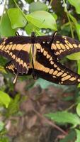 verticale Orange avec blanc et noir Couleur modèle sur commun tigre papillon aile, deux monarque papillons cherchant nectar sur amer buisson ou Siam cannabis fleur dans le champ avec Naturel vert Contexte video