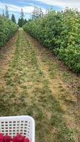 vertical un blanco cesta frambuesas luego un visión de conjunto de un grande zona y frambuesas en un verde árbol cielo naturaleza frambuesa esporas verano pueblo cabaña crecer por Nosotros mismos recoger bayas jardín video