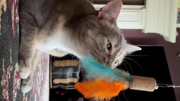 un' grigio gatto giochi con un arancia blu piuma, lui bugie su il sfondo di un' camino e un' buio parete, sembra, e poi si avventa, come Se attraente un' topo video
