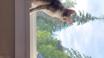 a well-groomed gray tabby cat adult sits and looks at one point only the ear leads to the side A then turns its head up video