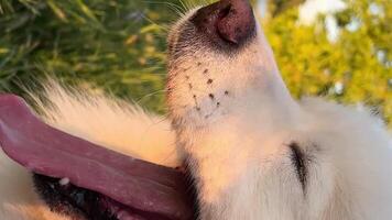 un hermosa adulto blanco Samoyedo perro es en pie en el Derecha lado de marco con su largo lengua colgando y mirando Derecho adelante espacio para texto publicidad veterinario o otro animal relacionado trabajo video