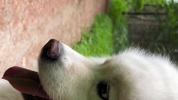 un blanco Samoyedo perro se sienta y mira a arbustos en el Derecha lado de pantalla de cerca el perro palos fuera su lengua y vueltas su cabeza en el otro dirección allí es otro dónde él come césped video