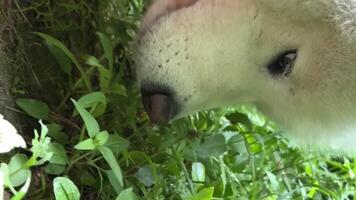Weiß samoyed Hund kommt zu das Grün Gras im das Frühling oder Sommer- beginnt zu Essen es können Sein benutzt zum Veterinär Apotheken werben Produkte mit Vitamine Weiß Hund mit lange Haar und Erwachsene video
