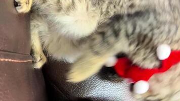 A little cute cat is trying to take off the bandage from his neck that he was picked up for Christmas or New Year He pushes her away with his front paws and then falls on his back on a leather sofa. video