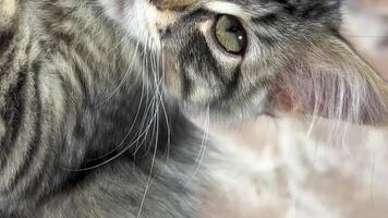 piccolo siberiano gattino bugie su rosa coperta lui ha grande enorme orecchie nel loro capelli lui giocato un' lotto e è stanco il suo occhi siamo chiusura lui vuole per dormire lui è grigio e a strisce si sposta poco contrazioni il suo orecchio video