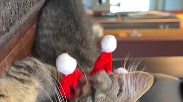 ein klein grau Katze Lügen auf das Fußboden und sieht aus in das Rahmen auf seine Hals im das bilden von ein Star rot Stirnband mit balabons er zieht selbst hoch, Änderungen seine Pfote und Blätter das Rahmen video