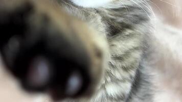 A small gray tabby Siberian kitten stretches and waves its paw at the camera as if saying get out of here or hello very interesting for advertising and something else about kittens or fun video