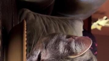 a striped gray cat eats against the background of a dark sofa and pillows, he eats with pleasure, licks his lips, raises his head and looks into the frame. He is on the right side of the screen. video