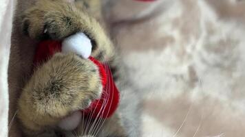 aan het wachten voor een vakantie grijs gestreept Siamees katje met groot oren Kerstmis katje omhelsd een nieuw jaar speelgoed- en en leugens ontspannende in de achtergrond leugens een nieuw jaar hoed Daar is ruimte voor tekst video
