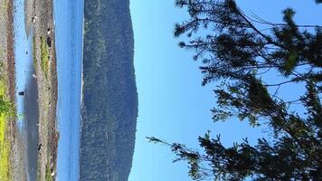 paisaje en cuales un isla es visible conífero árbol tiene caído sus ramas desde encima imagen publicidad ninguna vacaciones Canadá bajo marea en el Oceano el mar montañas son visible en el distancia video