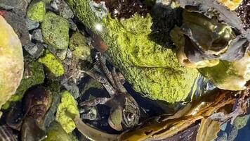 on sea low tide bright algae wet under them a small crab runs up and hides then runs away from frame close-up macro filming square life of the sea animals in the sea sea crabs crayfish and squid video