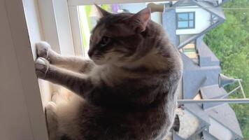 a well-groomed gray tabby cat adult sits and looks at one point only the ear leads to the side A then turns its head up video