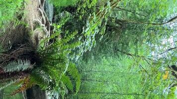 meisje tiener in een groen t-shirt in een oud verlaten Woud van een fee verhaal reusachtig bomen gedekt met mos rugzak en reiziger pet macmillan provinciaal park zeven vraagt zich af Canada film over de Verleden video