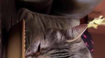 gato comiendo con sonido a rayas gris gato come en contra el antecedentes de un oscuro sofá y almohadas, lame su labios, levanta su cabeza y mira dentro el marco. él es en el Derecha lado de el pantalla. video