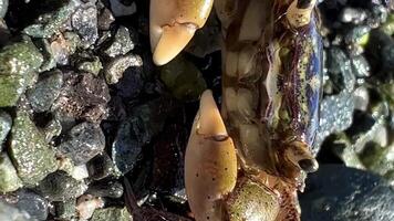 macro caranguejo senta barulho Está garras e defende em si a partir de Câmera este é muito fechar Está boca é comovente antenas cabelos em Está pernas estão visível todos detalhes Treinamento sobre vida do oceano video