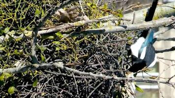 im Frühling, hoch auf ein Baum, zwei Elstern bauen ihr Nest, einer liegt aus Zweige, trägt Sie im es ist Schnabel, das Wind schüttelt das Baum Vogel Elster baut ein Nest video