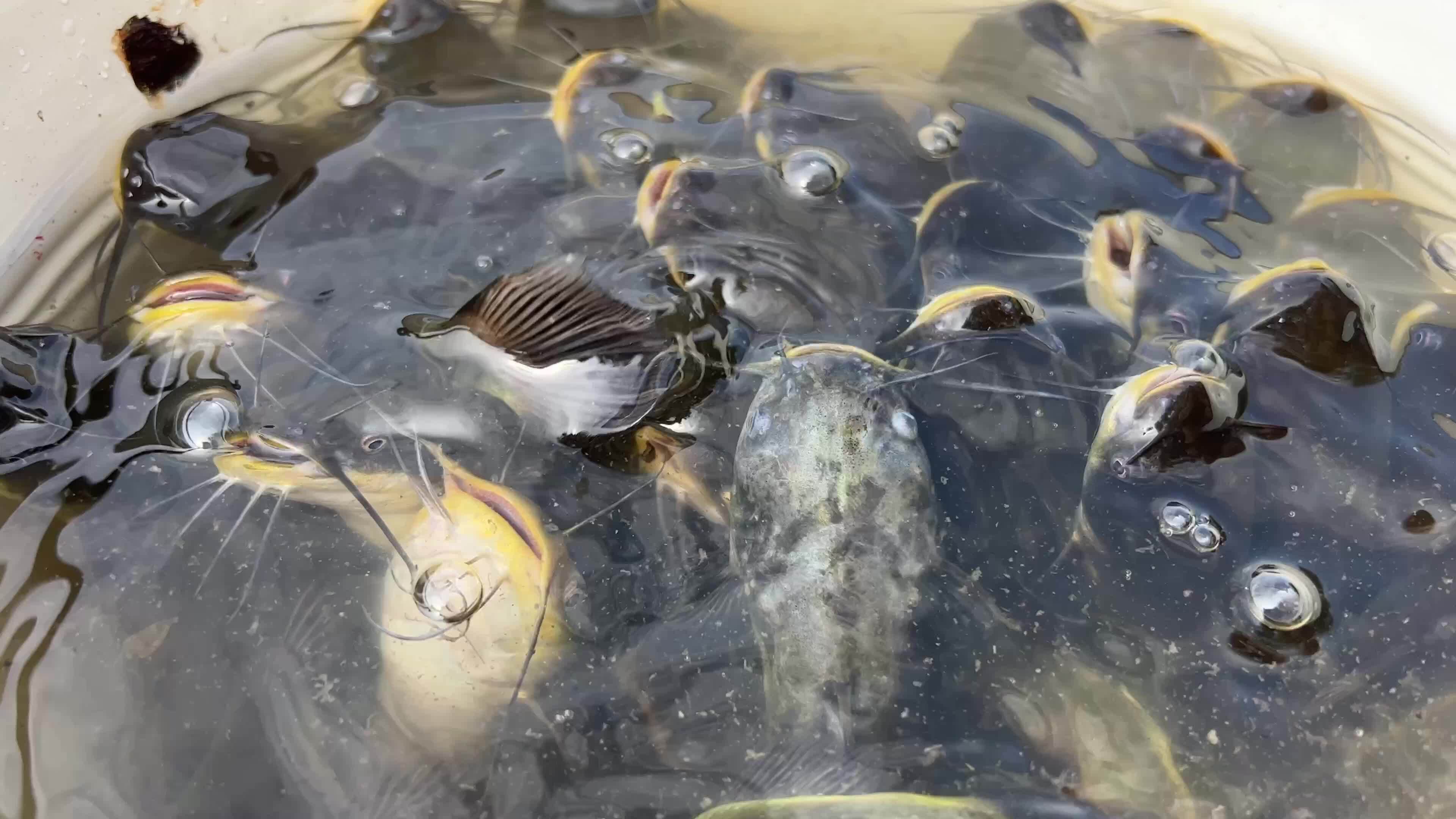 groß von Fisch Schwimmen auf das Oberfläche von das Wasser im Teich