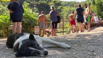 lago blu occhio cane bastardo bugie riposo nel ombra di caldo giorno molti persone nel nuoto tute nuoto tronchi costumi da bagno turisti scalata attraverso recinto dove nuoto è Proibito nuotare riposo rompere legge video