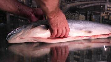 rosso pesce sale capocuoco tagli un' filetto di fresco rosso pesce con un' coltello. cucinando salmone crudo carne per bistecca lento movimento vicino su Visualizza video