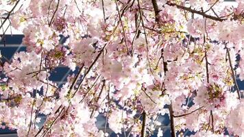 Burr Bahnhof schön Bäume blühen im Frühling im April in der Nähe von Wolkenkratzer und Skytrain Bahnhof Magnolie Kirsche blühen japanisch Sakura Weiß rot Blumen verschlingen Blau Himmel ohne Wolken Innenstadt Aussicht video