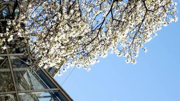 utmärkt frodig magnolia blommor i solljus mot blå himmel. abstrakt säsong- bakgrund. naturlig organisk begrepp. naturskön antal fot av träd i botanisk trädgård. skönhet av jorden. skytte i 4k . video