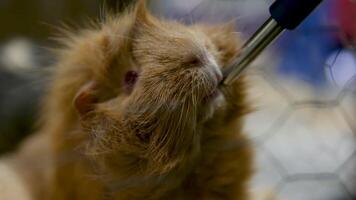 A view of guinea pig drinking water video