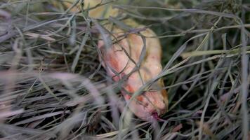 el albino real amarillo pitón cambios piel. el pythonidae es un familia de no venenosa serpientes pitón flotadores en agua y cobertizos antiguo piel. el serpiente es muda. descartado serpiente piel en agua video