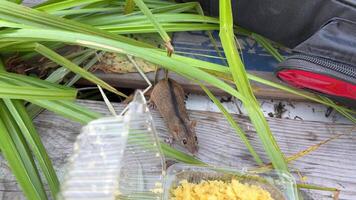 tandis que pêche dans une champ près une rivière, une peu Souris vole poisson appât de une Plastique récipient, blé bouillie, voler tranquillement, manger, ronger, rongeur, courir loin, roseaux video