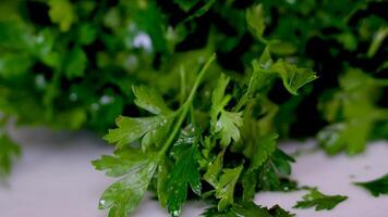 pila de Fresco verde menta hojas en un blanco antecedentes al aire libre. abundancia de crudo hojas cosechado menta. rayo de sol, césped. antecedentes, textura. menta seco en césped. No gente. naturaleza. hierba para té. video