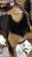 cheerful black dog, not purebred mongrel, dachshund with big ears of mixed breed, walks in snow, prowls looking for sticks, one in park in forest wags its tail close-up muzzle brown spots on Black fur video