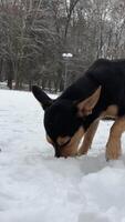 alegre negro perro, no de pura raza mestizo, perro tejonero con grande orejas de mezclado criar, camina en nieve, merodea mirando para palos, uno en parque en bosque menea sus cola de cerca bozal marrón lugares en negro piel video