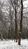 alberi e tronchi coperto con neve e Ghiaccio. foresta nel il neve. abete alberi e pini, albero corone. neve cascate su il rami di abete alberi. fiocchi di neve autunno su il inverno paesaggio. inverno foresta. video