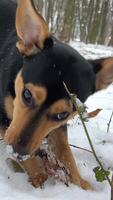 contento perro al aire libre en nieve. un solo perro permanecer en el profundo nieve durante nieve otoño exterior. Vagabundo perro se sienta en el nieve en el invierno bizco ojos desde un fuerte viento. problema de Vagabundo mascotas perro video