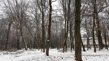 marcher par le hiver forêt avec couvert de neige des arbres sur une magnifique glacial soir. non gens video