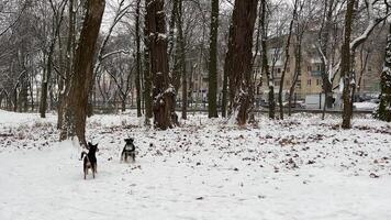 dois disperso cães. dois cachorros estão vagando por aí a campo dentro ensolarado inverno dia, olhando para comida, cheirando a chão. cachorros amizade lento movimento Alto qualidade fullhd cenas video