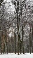 natureza tem não guerra, natureza arranjado uma feriado dentro inverno para de várias dias, para pessoas durante a guerra dentro Ucrânia. video