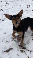 contento perro al aire libre en nieve. un solo perro permanecer en el profundo nieve durante nieve otoño exterior. Vagabundo perro se sienta en el nieve en el invierno bizco ojos desde un fuerte viento. problema de Vagabundo mascotas perro video