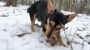 glad svart hund, inte renrasig blandras, tax med stor öron av blandad ras, promenader i snö, strövar ser för pinnar, ett i parkera i skog viftar dess svans närbild munkorg brun fläckar på svart päls video