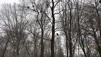 parte inferiore Visualizza spoglio spoglio rami su inverno albero. inverno albero cime. spoglio alberi nel foresta. nudo rami nel inverno stagione. albero senza le foglie. no foglia tronchi di larici nudo rami su quercia video