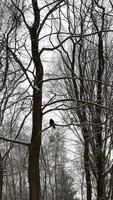 Unterseite Aussicht nackt blattlos Geäst auf Winter Baum. Winter Baum Spitzen. blattlos Bäume im Wald. nackt Geäst im Winter Jahreszeit. Baum ohne Blätter. Nein Blatt Stämme von Lärchen nackt Geäst auf Eiche video