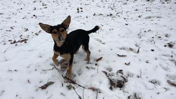 glad svart hund, inte renrasig blandras, tax med stor öron av blandad ras, promenader i snö, strövar ser för pinnar, ett i parkera i skog viftar dess svans närbild munkorg brun fläckar på svart päls video