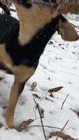 alegre negro perro, no de pura raza mestizo, perro tejonero con grande orejas de mezclado criar, camina en nieve, merodea mirando para palos, uno en parque en bosque menea sus cola de cerca bozal marrón lugares en negro piel video