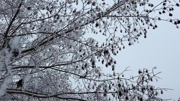 vinter- dag. de blast av lång träd täckt med snö, skakningar de vind. zoom i video