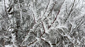 Frozen plants after icy rain video