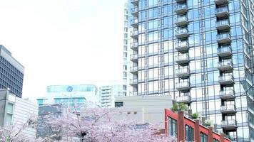 Vancouver street with cherry blossom skyscrapers in spring sky without clouds in the month of April 2023 Canada video